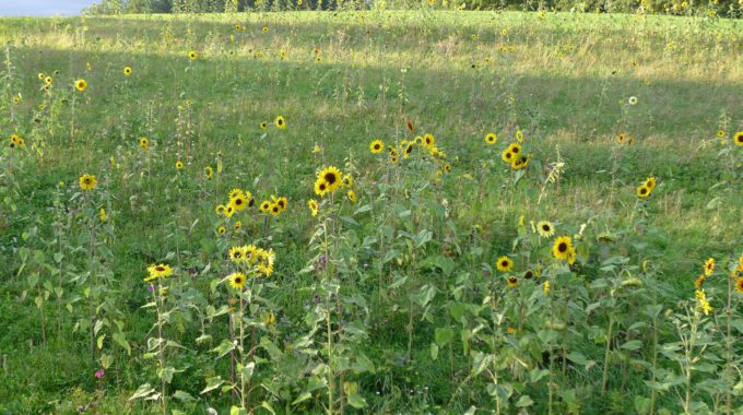 Blumenwiese