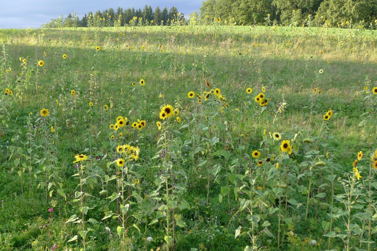 Blumenwiese