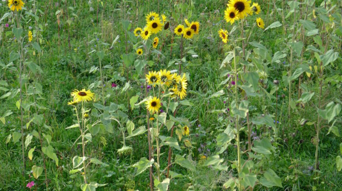 Blumenwiese