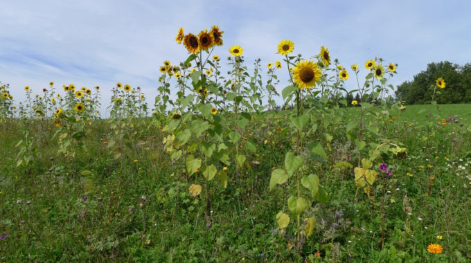 Blumenwiese