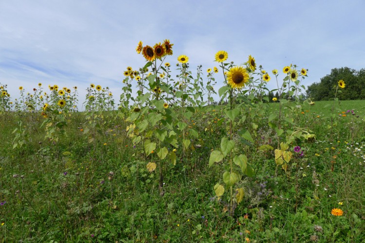 Blumenwiese