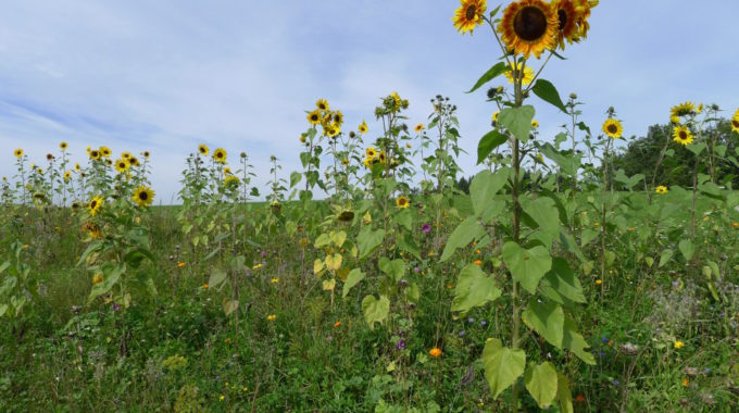 Blumenwiese