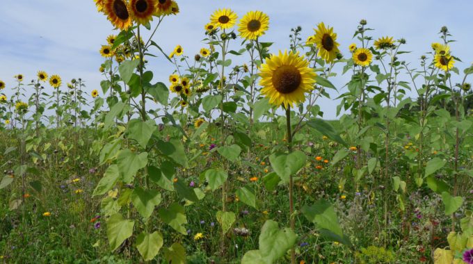 Blumenwiese