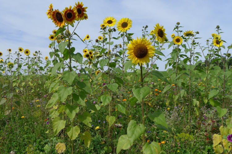 Blumenwiese