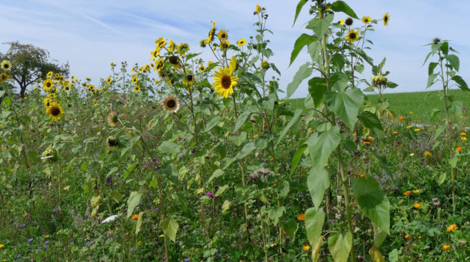 Blumenwiese