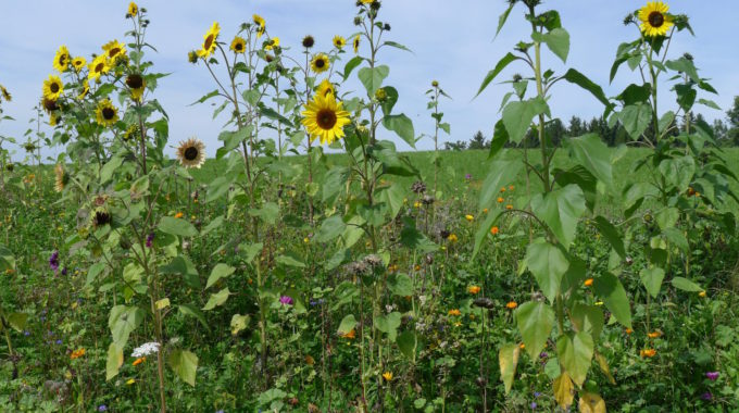 Blumenwiese