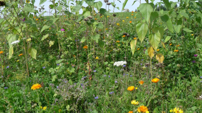 Blumenwiese