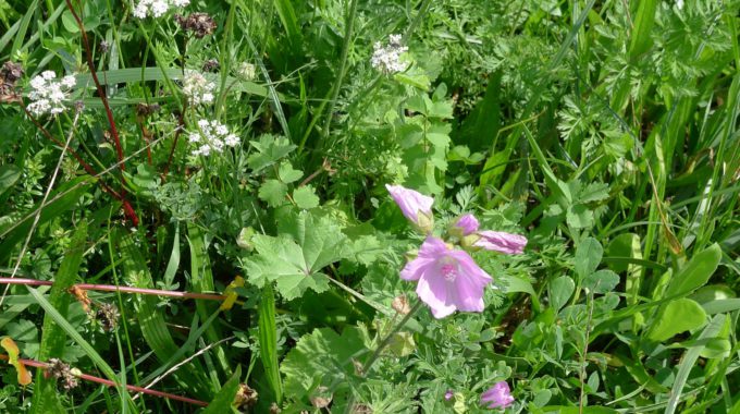 Blumenwiese