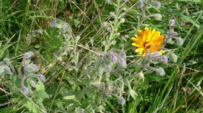 Blumenwiese