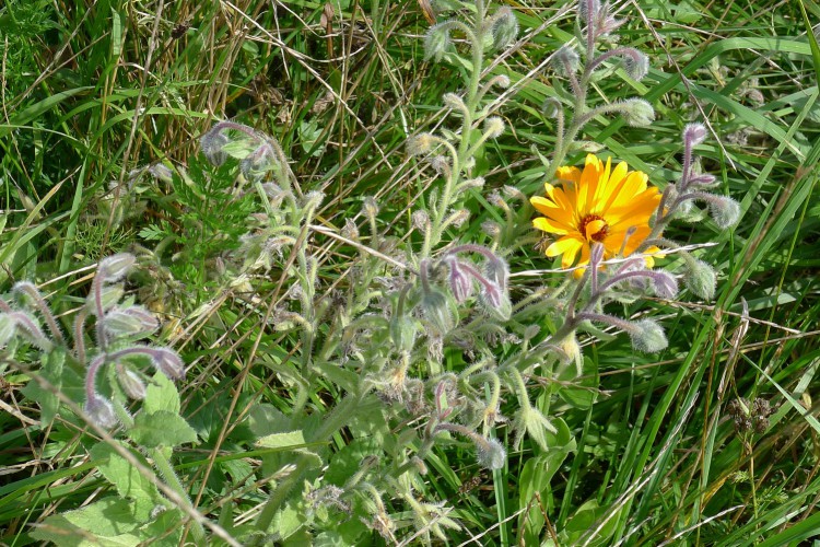 Blumenwiese