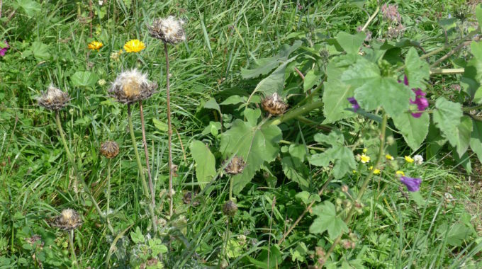 Blumenwiese