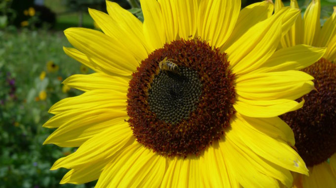 Blumenwiese